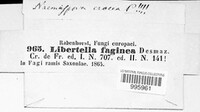 Libertella faginea image